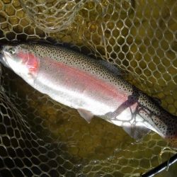 大安トラウトレイク 釣果